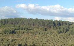 Ecologistes en Acci&oacute; planteja una esmena a la totalitat de la pol&iacute;tica forestal del Govern