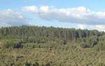 Ecologistes en Acci&oacute; planteja una esmena a la totalitat de la pol&iacute;tica forestal del Govern