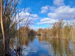 Acci&oacute; Ecologista-Agr&oacute; alerta del risc ambiental a l'Albufera i reclama aportacions urgents d'aigua de qualitat