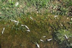 Centenars de peixos apareixen morts al riu Ripoll a Sabadell