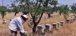 Proposen instal&middot;lar arnes a les zones cremades per recuperar-ne la biodiversitat